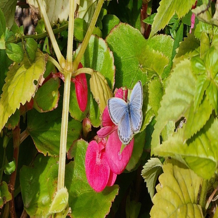 散策日記】 スピリチュアルな蝶々の魅力🦋✨｜サラ*♡
