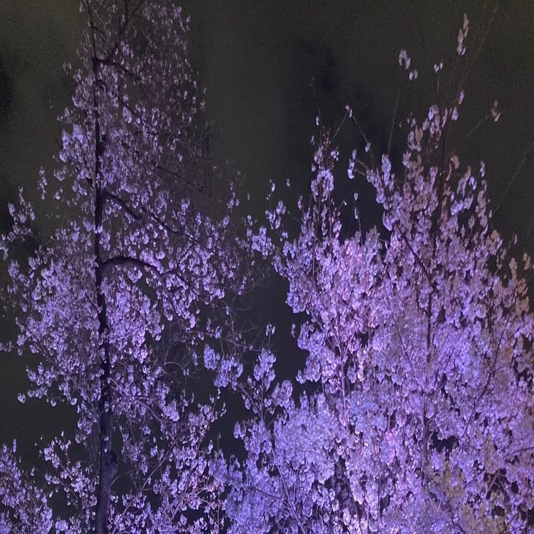 ○朧気で曖昧な世界｜桜