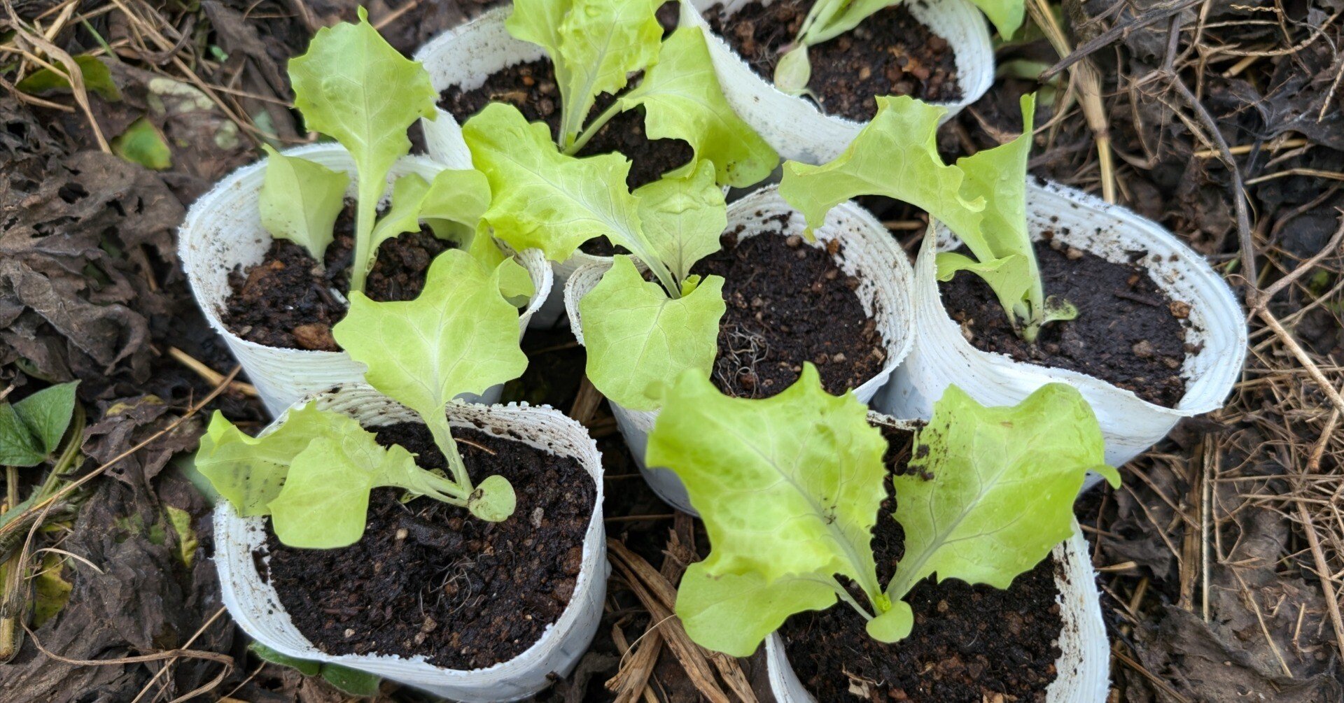 5c62e1ded3f4fb0d748a12efabba4c