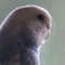 じぇーむずもんど