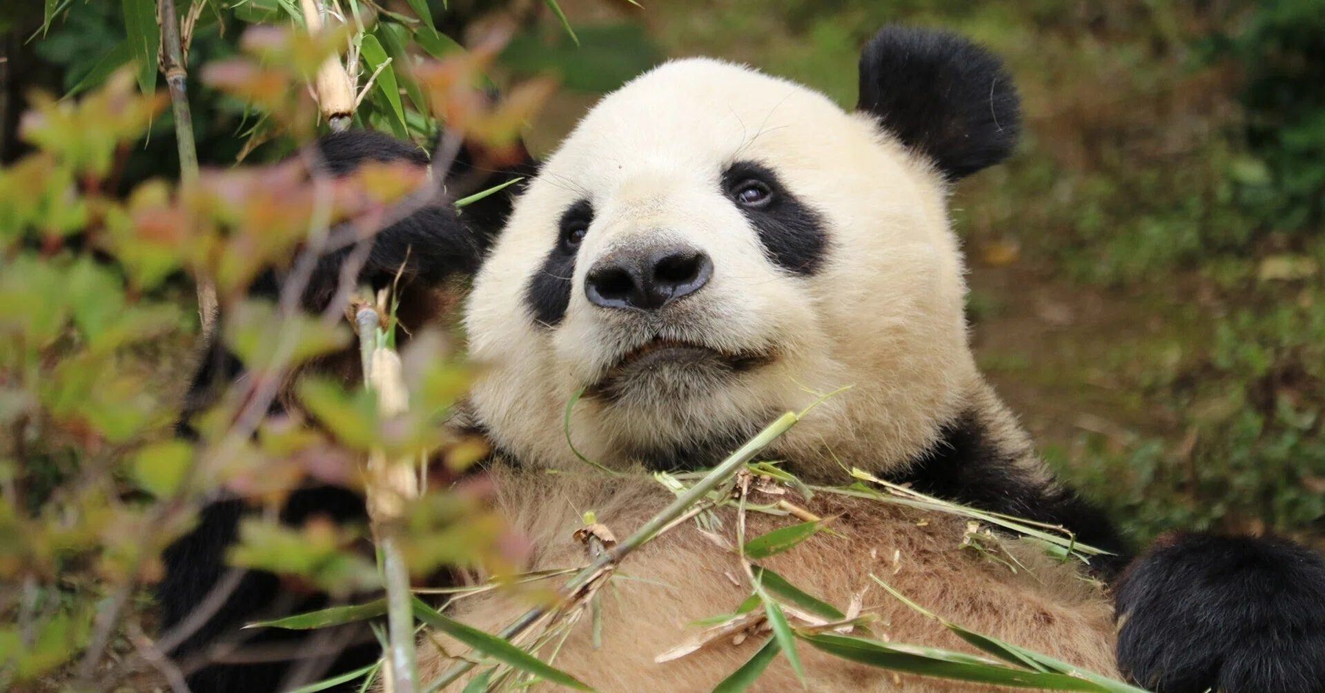 初来日したカンカンとランランのパンダ舎はトラ舎だった？【上野動物園 