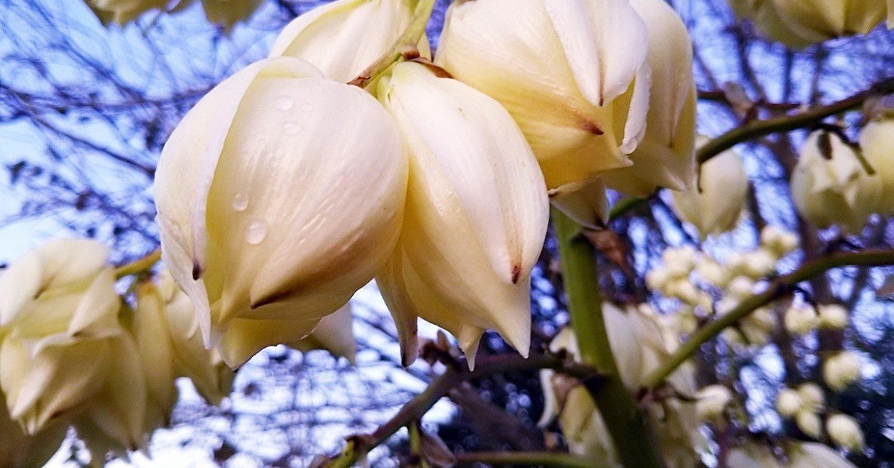 蘭様　　琉球*海花のたね④ 蘭様 琉球*海花のたね④ 蘭様 琉球*海花の