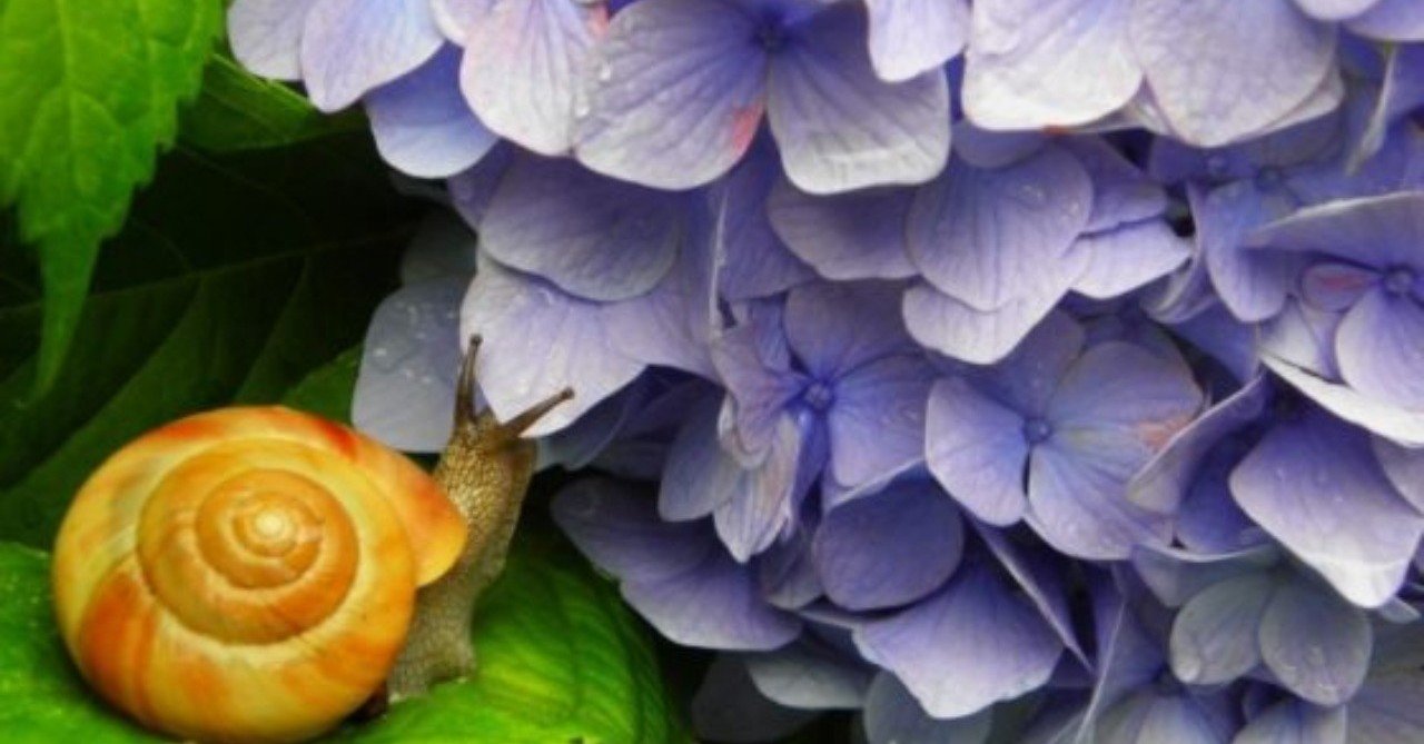 かたつむり そろそろ登れ 富士の山|ユージ かたつむり そろそろ登れ 富士の山|ユージ