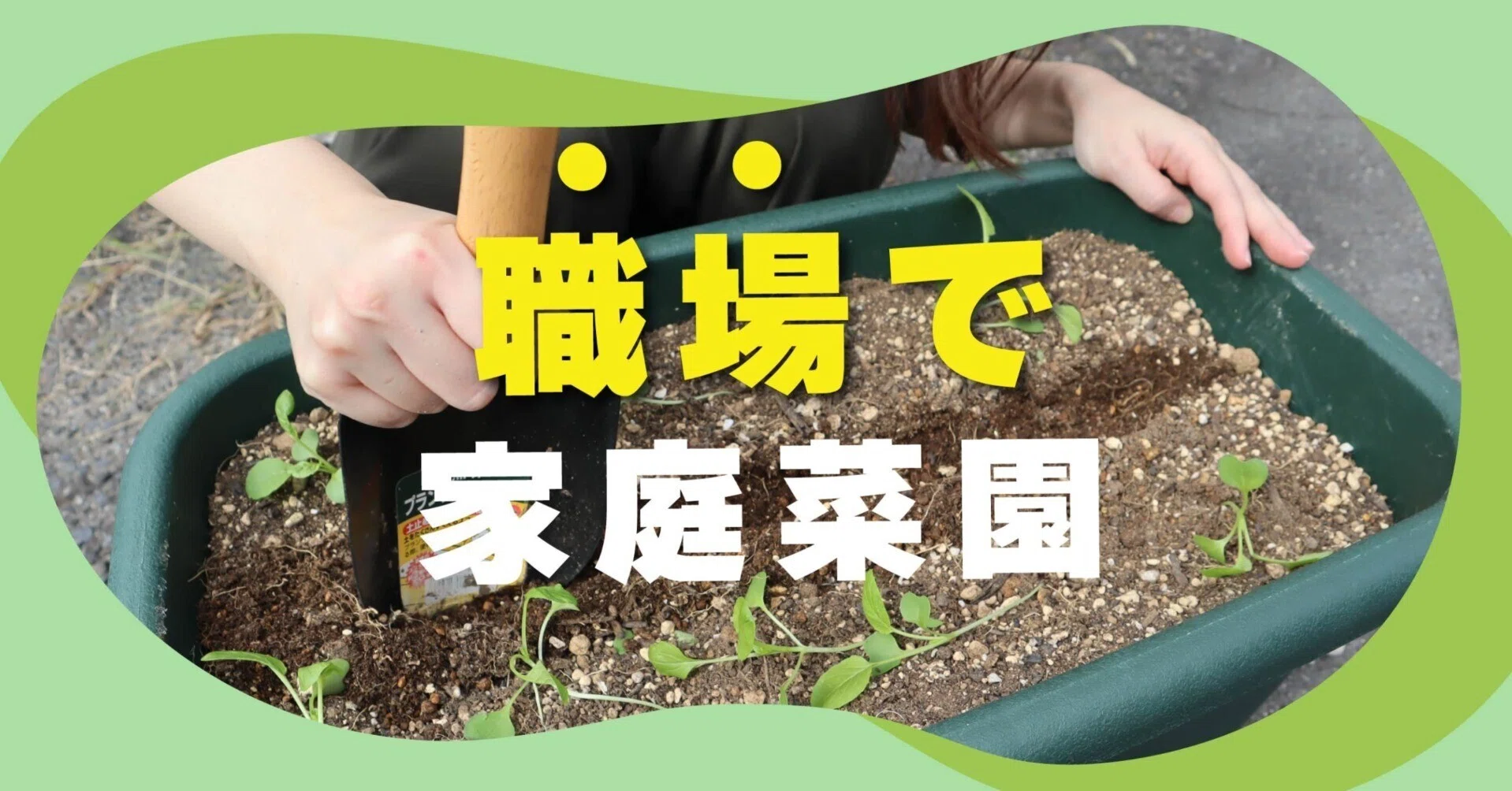 note限定】秋野菜の間引きに苦戦！種のまきすぎに気を付けよう｜生協