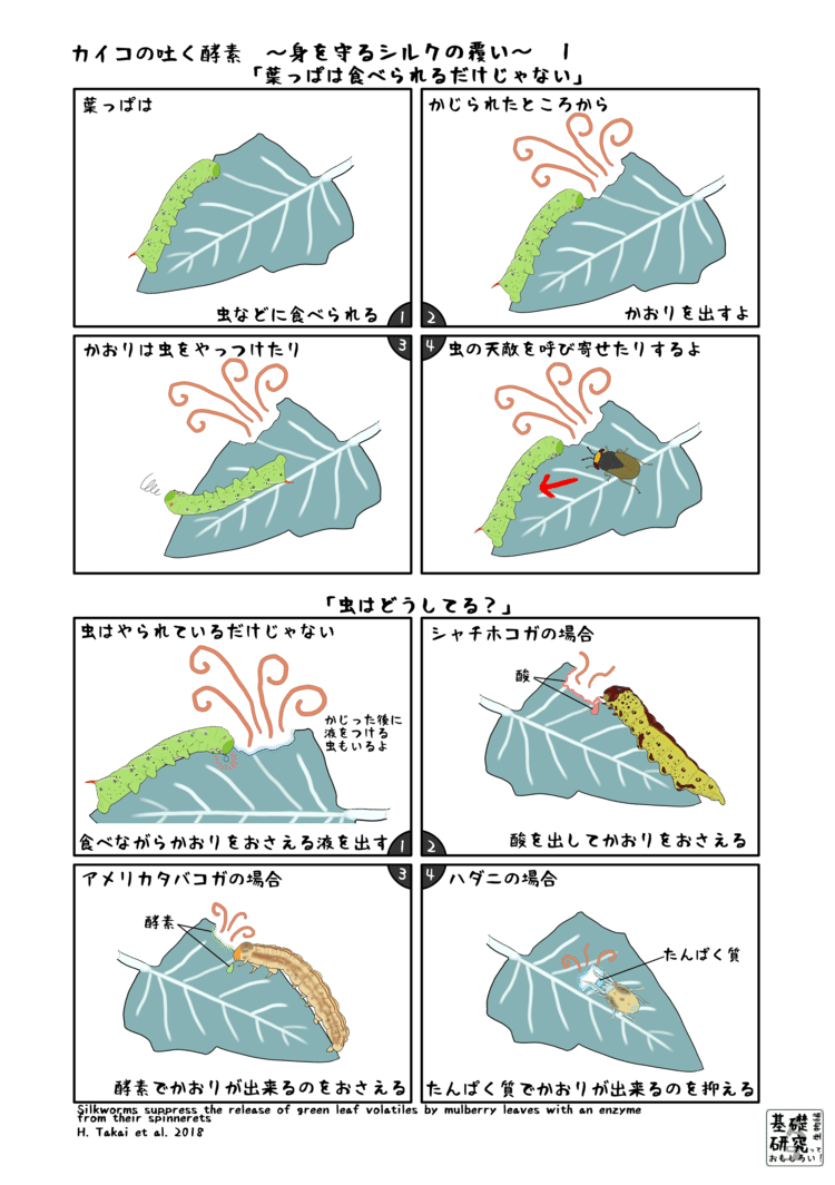 カイコの吐く酵素 身を守るシルクの覆い かわいせーざん 基礎研究っておもしろい 生物編 Note カイコの吐く酵素 身を守るシルクの覆い かわいせーざん 基礎研究っておもしろい 生物編 Note
