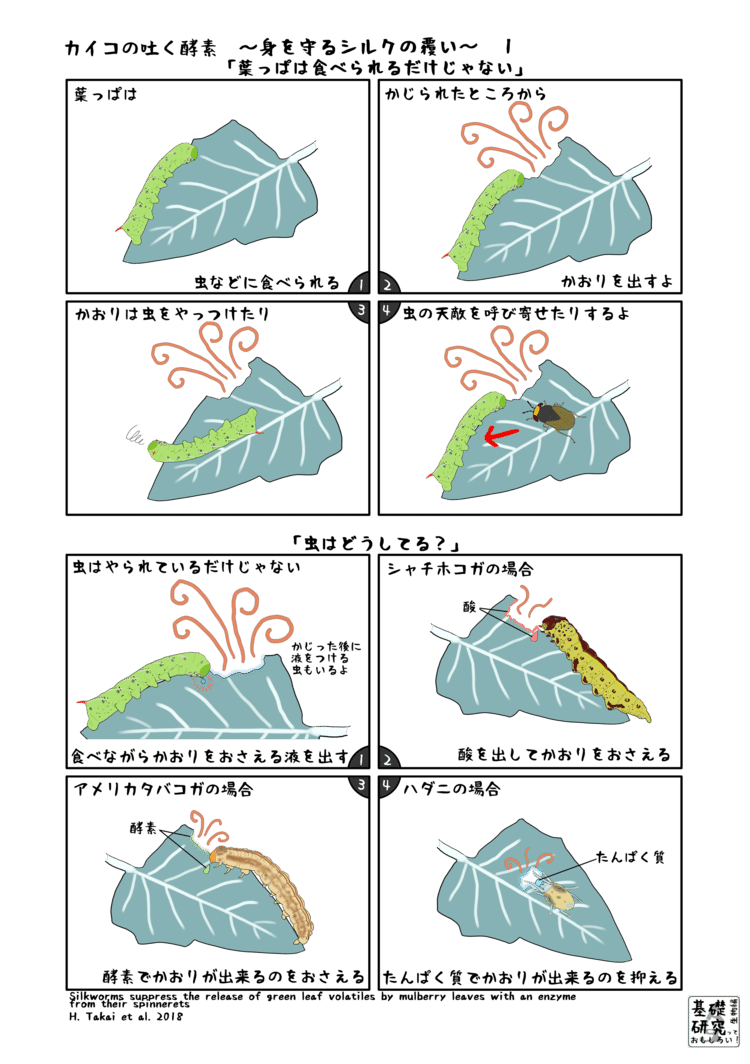 カイコの吐く酵素 身を守るシルクの覆い かわいせーざん 基礎研究っておもしろい 生物編 Note