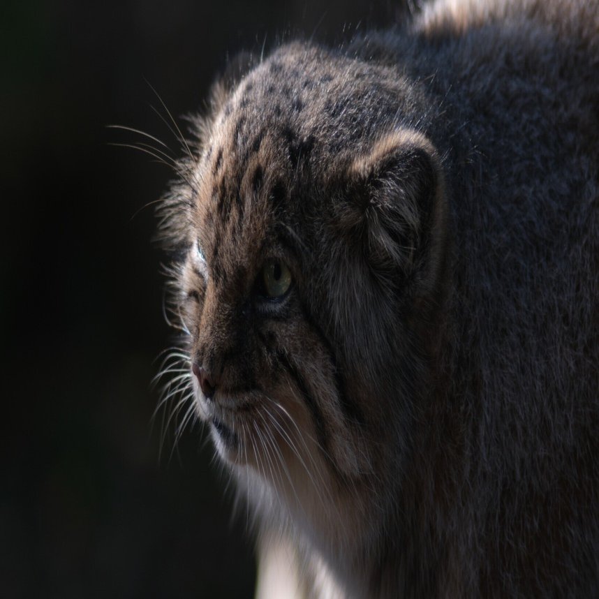 X-T5×CarlZeiss Sonnar T* 135/2.8は楽しい望遠体験が詰まっている