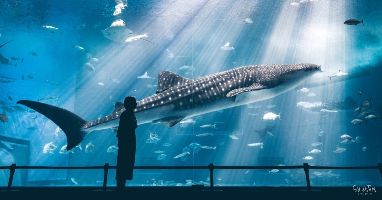 まさに理想の広角レンズ FE 24mm F1.4 GM レビューその1｜takumi shiotani