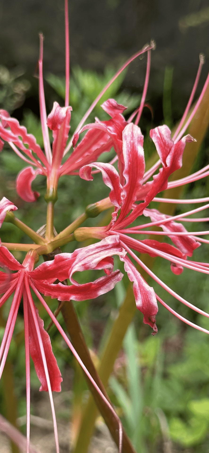 石垣と曼珠沙華 (彼岸花) topimg_original.jpeg