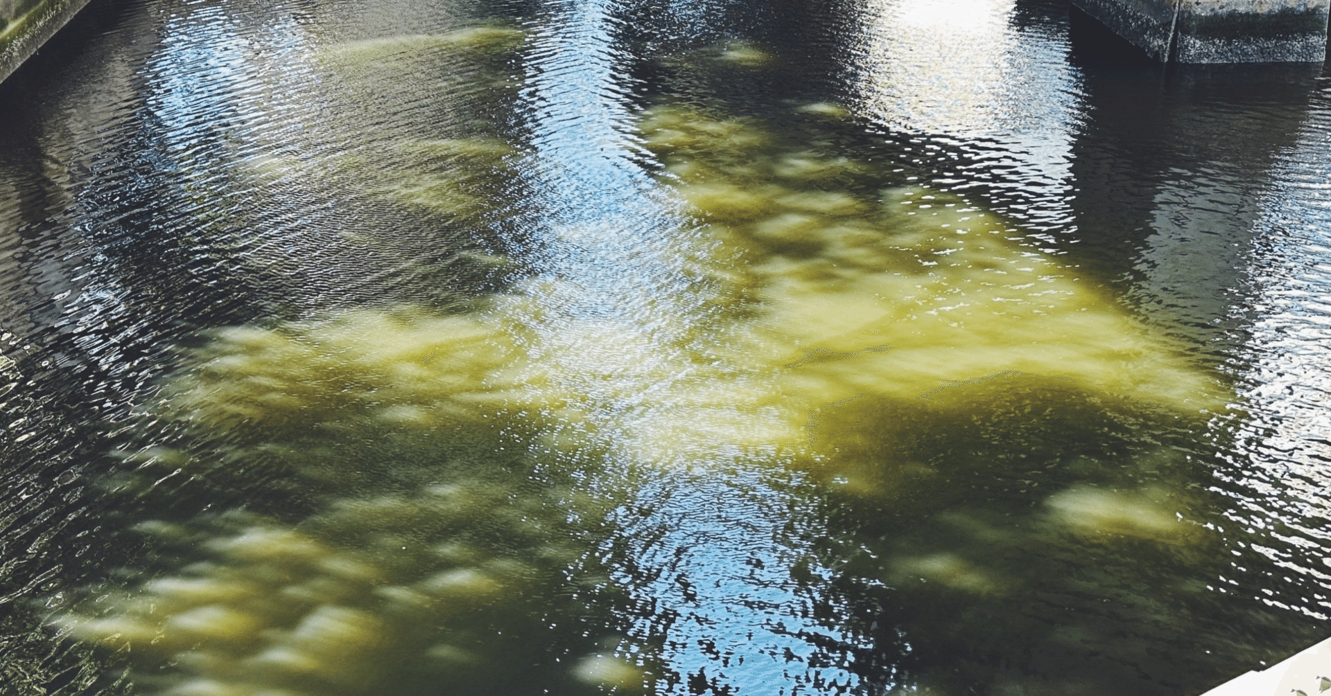 蟲神器で水生昆虫組んでみて、そしてもふもふについて。｜かーぼ