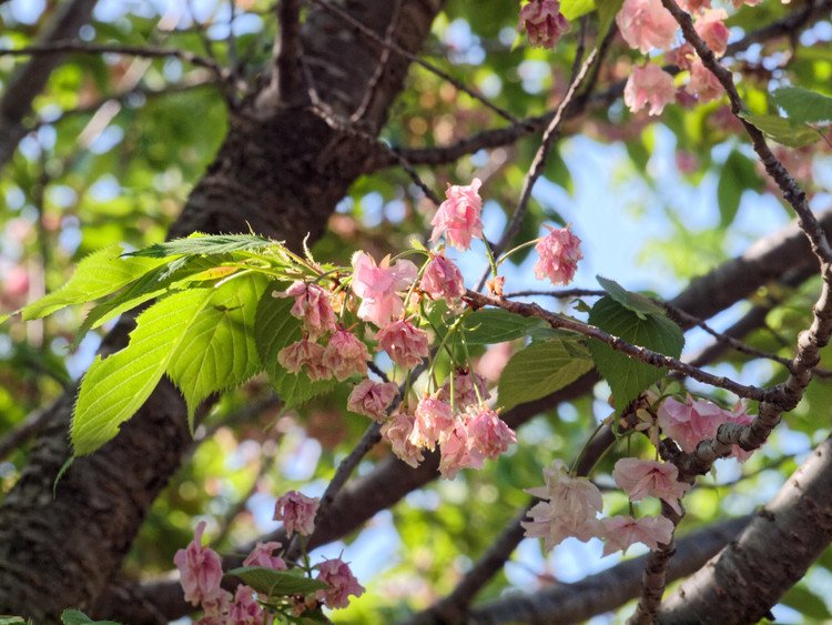 高尾さくら公園 #桜