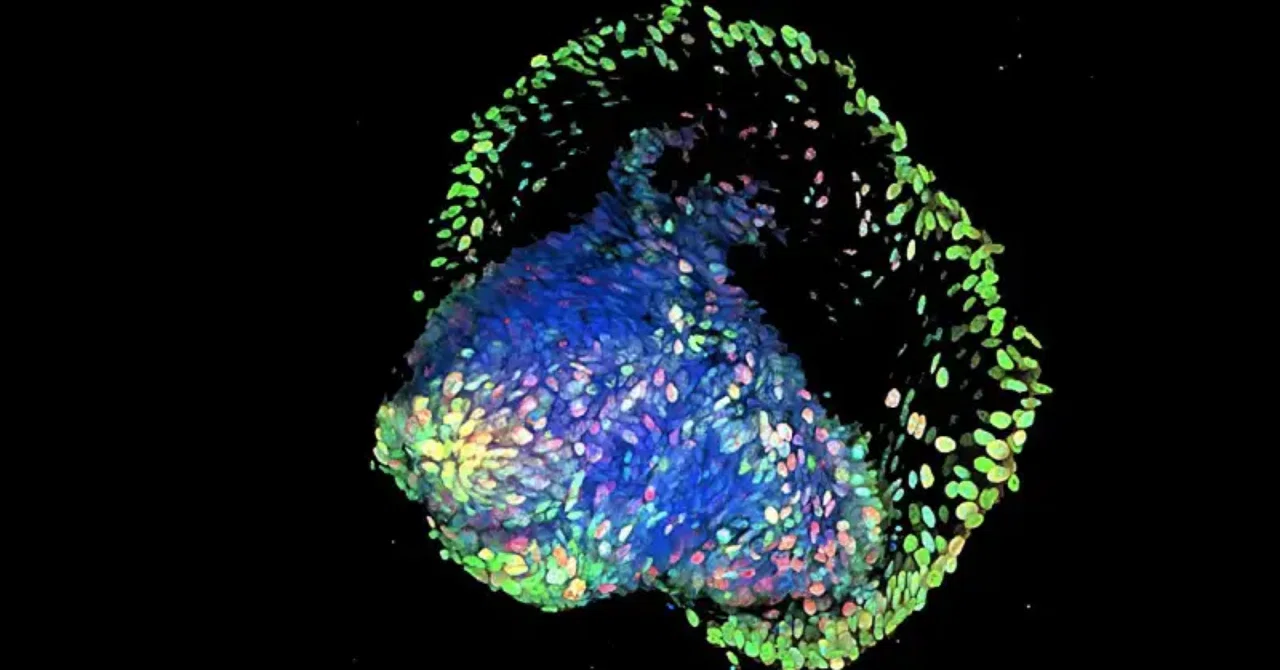最新：マウスを用いた研究によると、亜鉛サプリメントは短腸症候群を直接治療する可能性があることが示唆されています。
