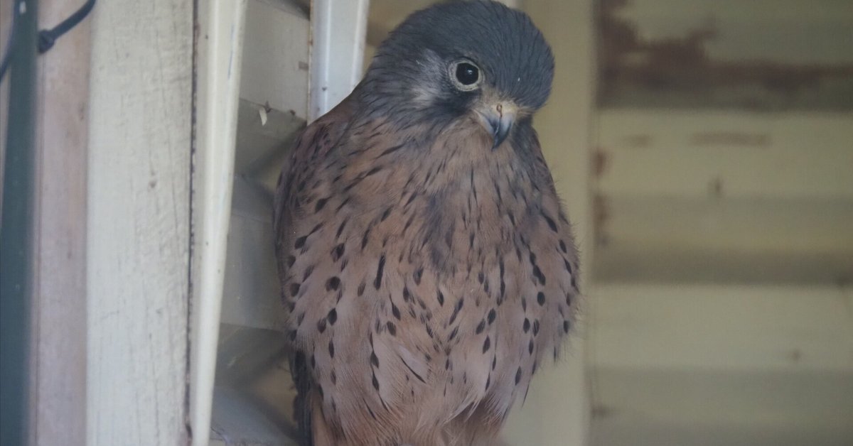 小型のハヤブサ│チョウゲンボウ Japanese Kestrel｜M_ayumi