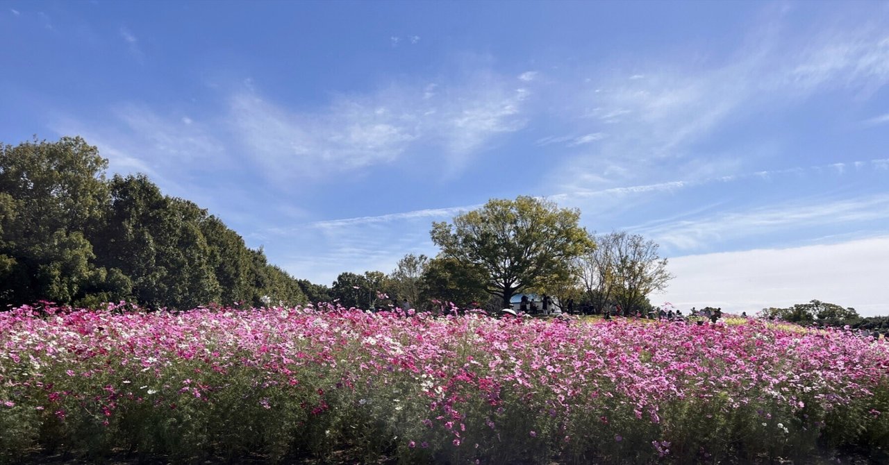 コスモス 波豆川コスモス | Phantom Gourmet 時々 Bike ZX-10RtypeJK