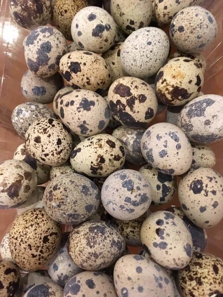 の 卵 ウズラ うずらの卵100個を炊飯器で炊いたら、見たことない断面が現れたので報告します