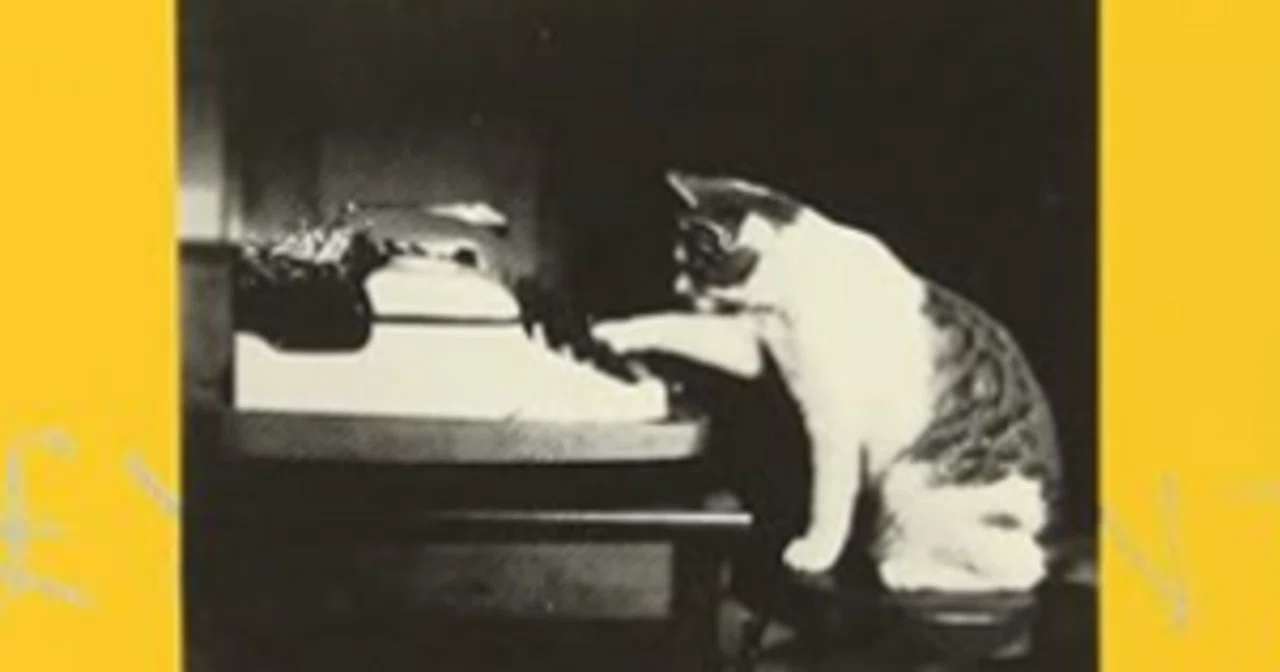 The Essence of Honorifics Learned from 'The Textbook of Cat Language ...