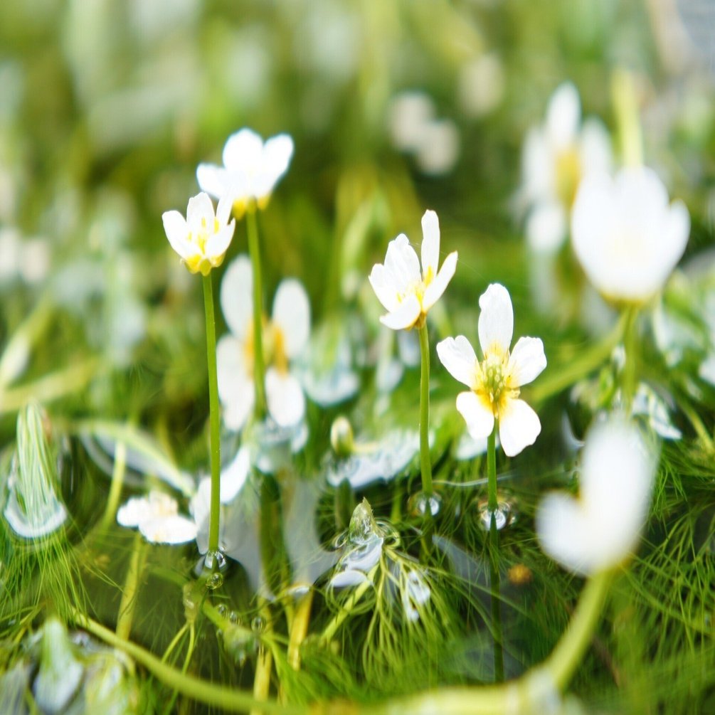 0178 ヤマトタケルが身を清めたレアな群生地「地蔵川の梅花藻」（滋賀
