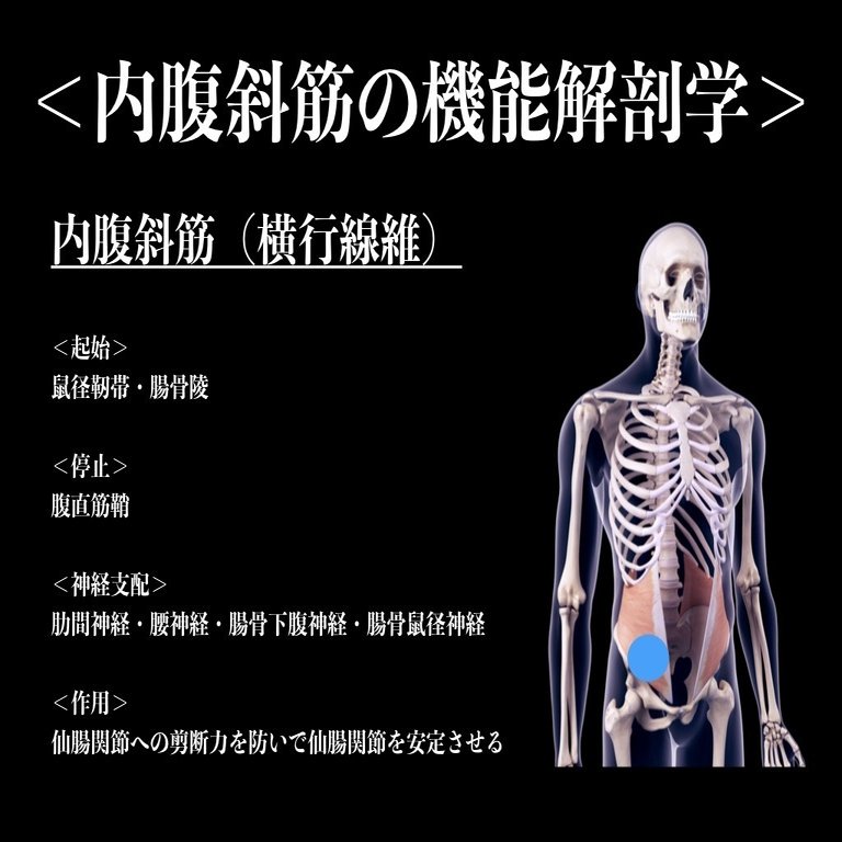 学校では教えてくれない 内腹斜筋 薬師寺偲 理学療法士 ピラティス専門家 Note