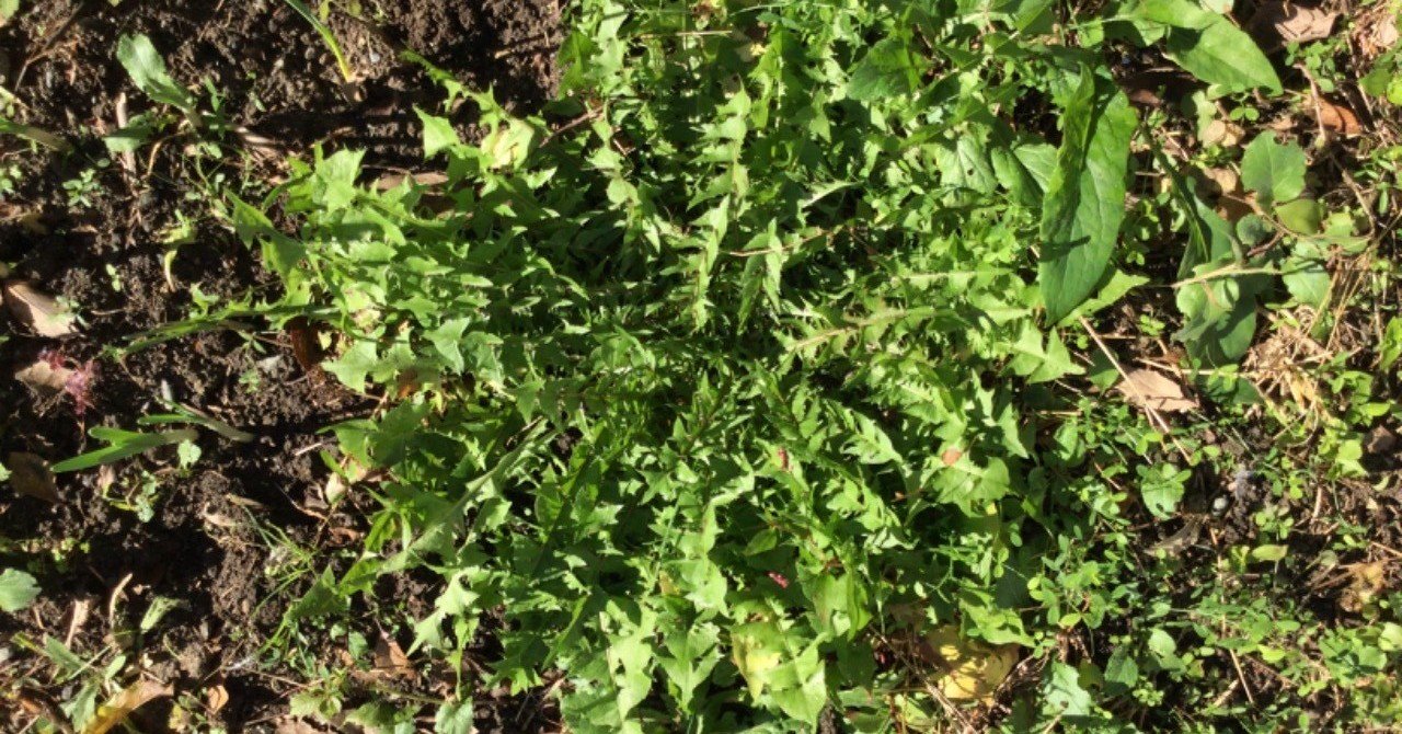 野草食日記 151 秋の深まりとたんぽぽの葉っぱの卵サンド なな艸 Note