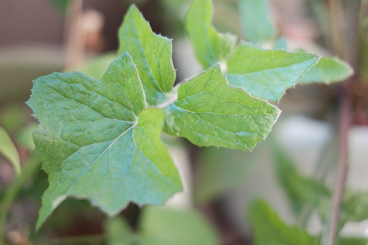 近所に生えてた葉っぱです 強そうな葉っぱ。 なんだろぅ？｜ハタモト