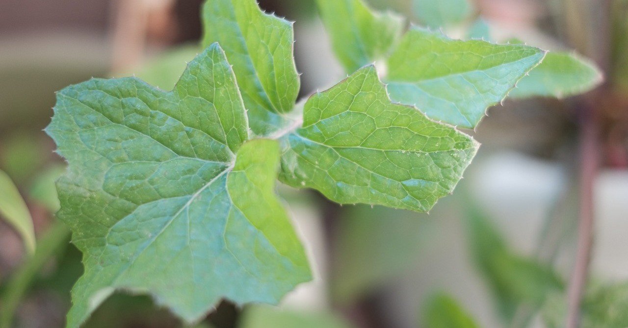 葉っぱ 強そうな葉っぱ。 なんだろぅ？｜ハタモト