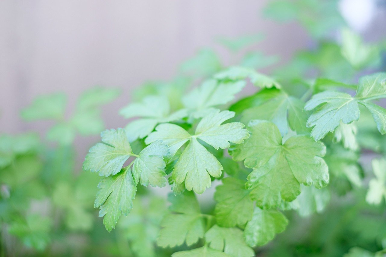 強そうな葉っぱ。 なんだろぅ？｜ハタモト