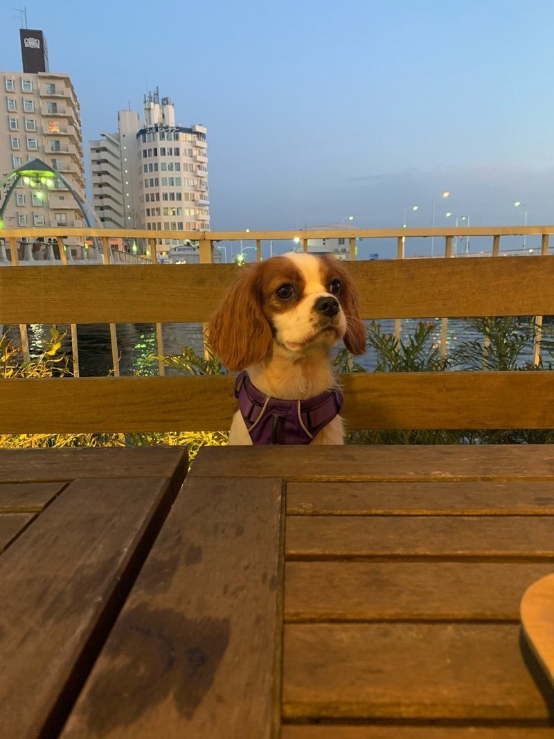 海へ行くつもりじゃなかった Aya Note