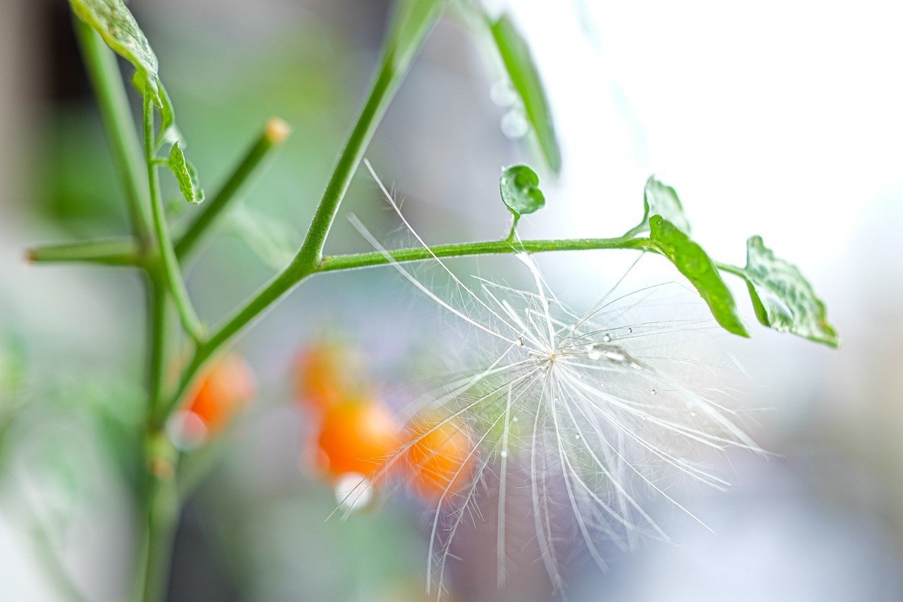 強そうな葉っぱ。 なんだろぅ？｜ハタモト