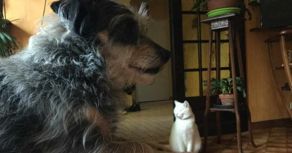 マイホームの犬はゲイ フランス人と日本人の人生感想文 真夜中のおなら Note