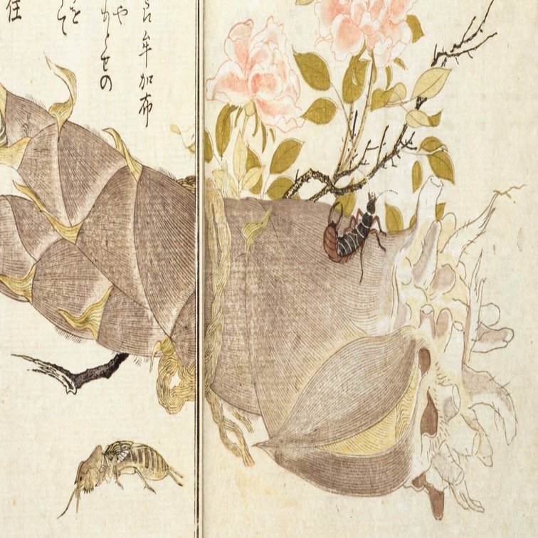 蔦屋重三郎と喜多川歌麿のタッグが生んだ『画本虫ゑらみ』……国立国会