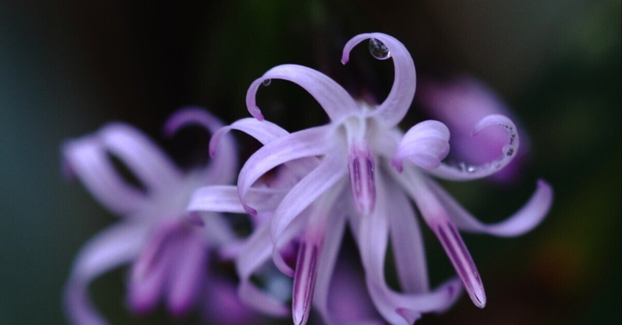 蛇紋岩に生きる植物たち｜冬穂