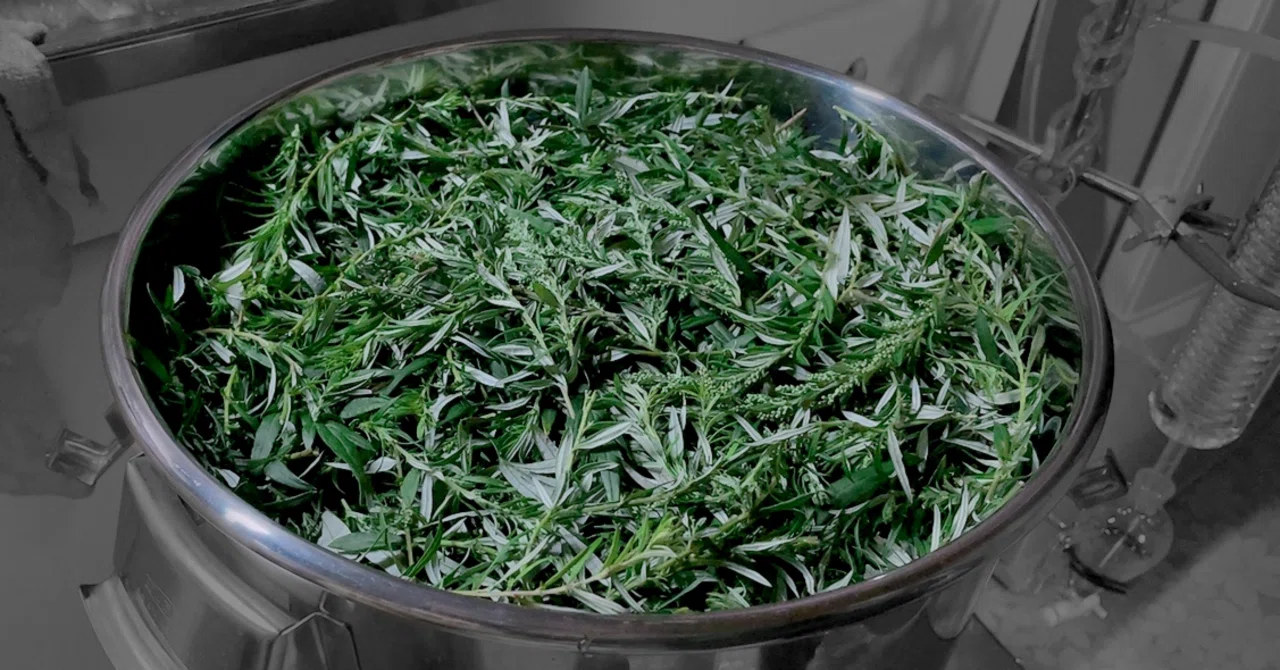 [Distillation Diary vol.138] Trying to distill Japanese mugwort ...