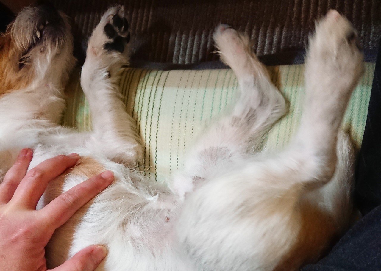 体当たりで作業の邪魔をしてくるワンコ。ネコか。｜ケイ｜note