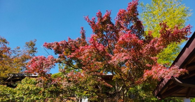 11/12　平日出かけたら紅葉真っ最中なのに駐車場待ちゼロだった。