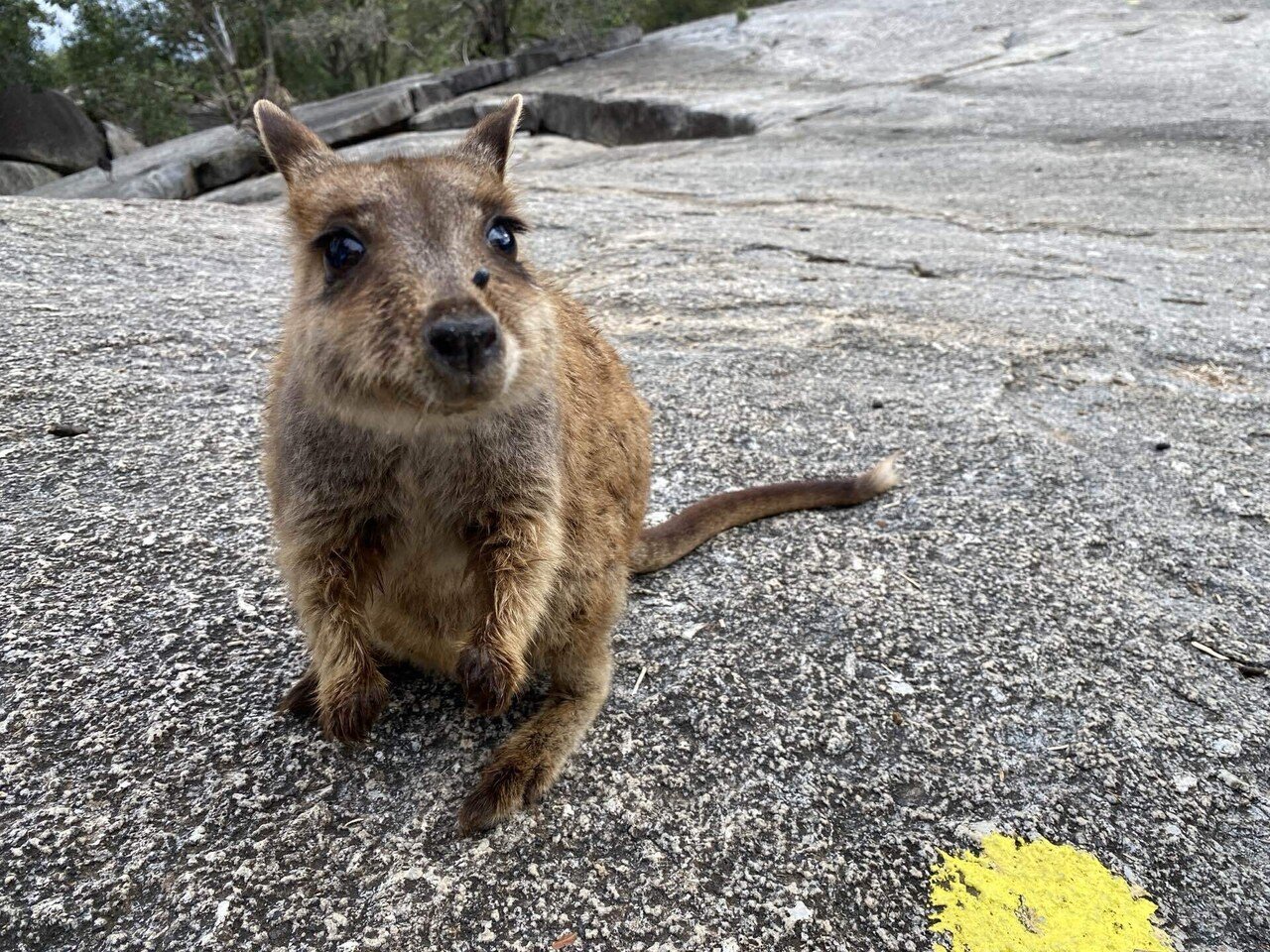オーストラリア旅行#12 ケアンズ｜動物探索ツアー｜切り絵作家 ひら子