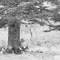 高原の森の暮らし