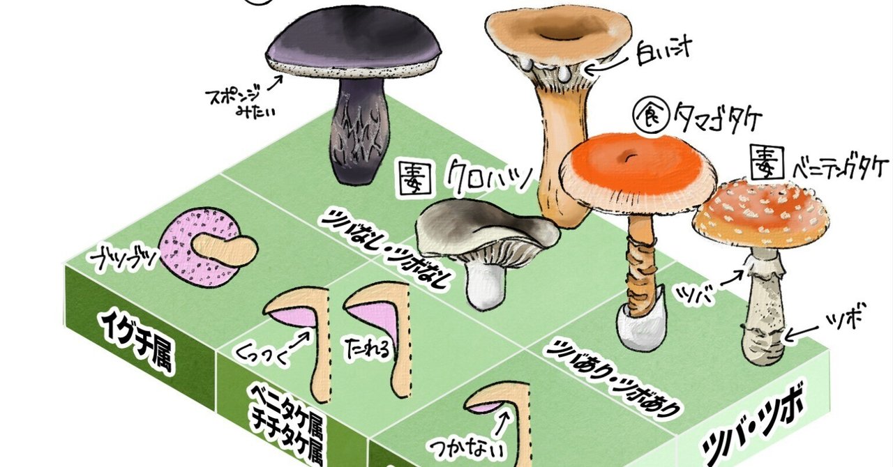 キノコの見分け方（ヒダ、ツバ、ツボ）｜くますけ｜自然ガイド  