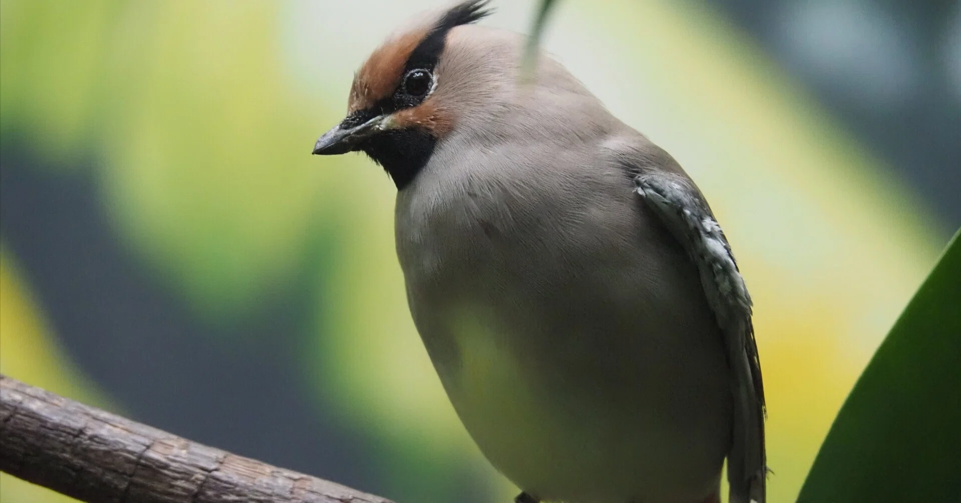 キレンジャクとヒレンジャク│ヒレンジャク Japanese Waxwing｜M_ayumi