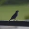 ヒノトミ