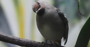 キレンジャクとヒレンジャク│ヒレンジャク Japanese Waxwing