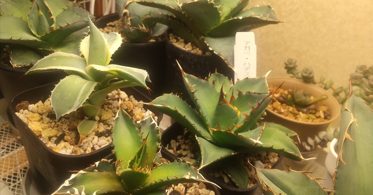 アガベ】BLACK＆BLUE 鋸歯がギュッと新芽を抱きかかえる問題｜micyu