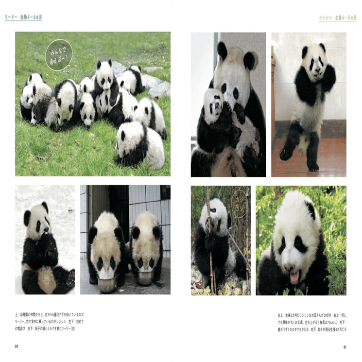 上野動物園　リーリーシンシン　サンキューセット　新品　おまけ特典付き 400fd193d3d4cf56bba623e432d690