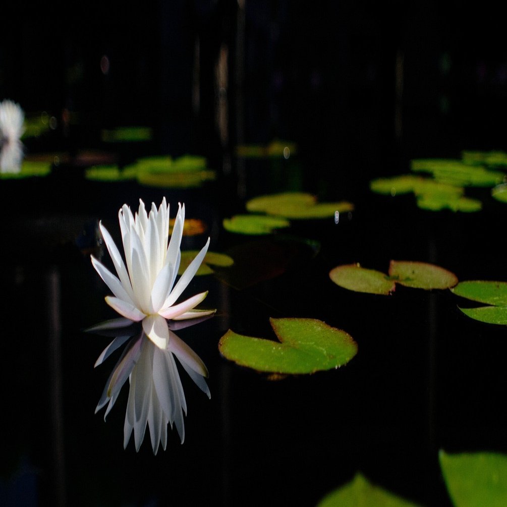 150 睡蓮＠旧小名郷池｜SFj1966