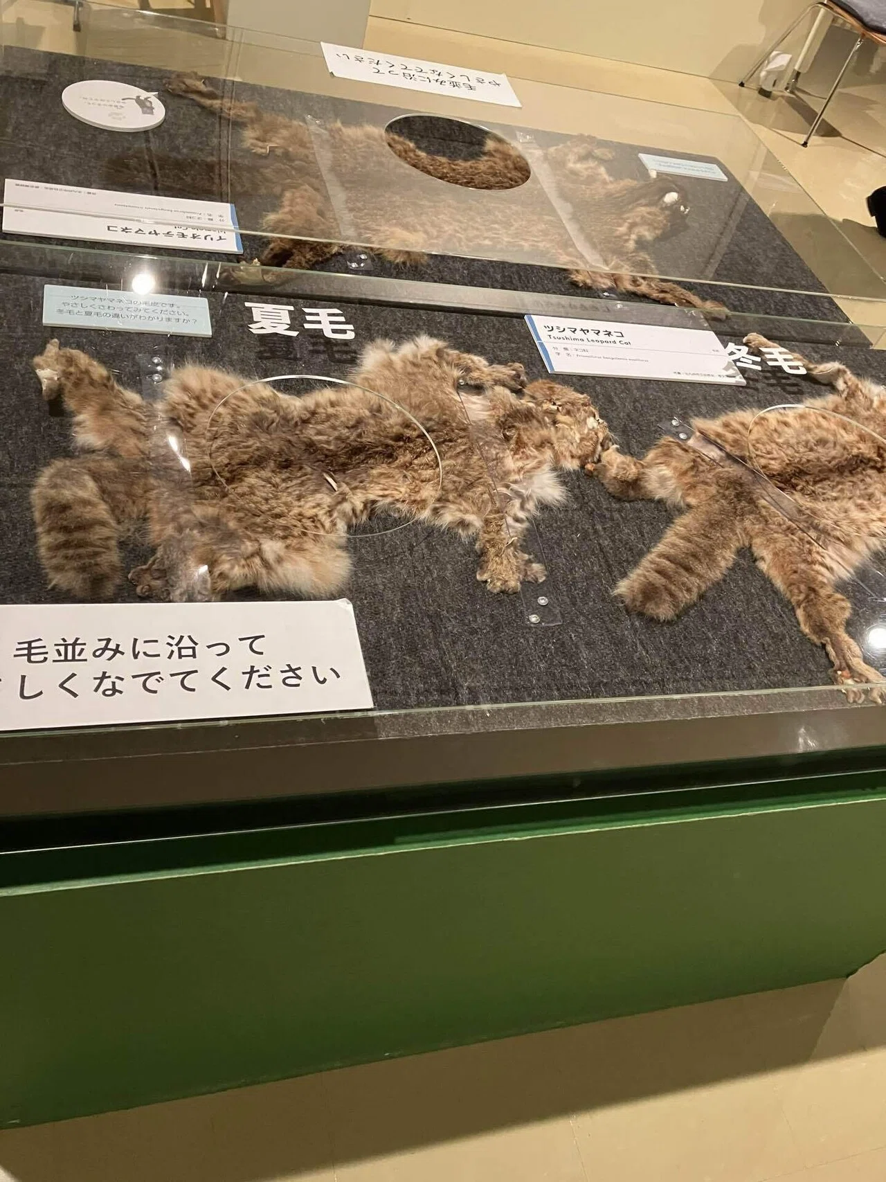 ネコ〜にゃんと！クールなハンターたち〜｜凪