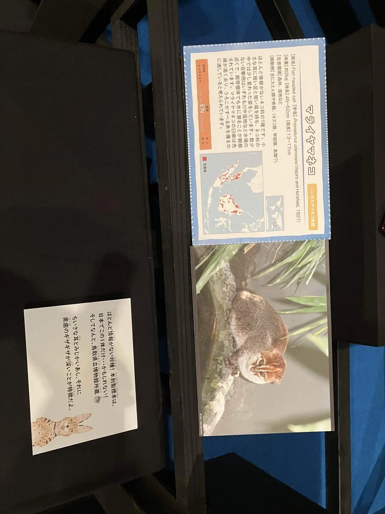 ネコ〜にゃんと！クールなハンターたち〜｜凪