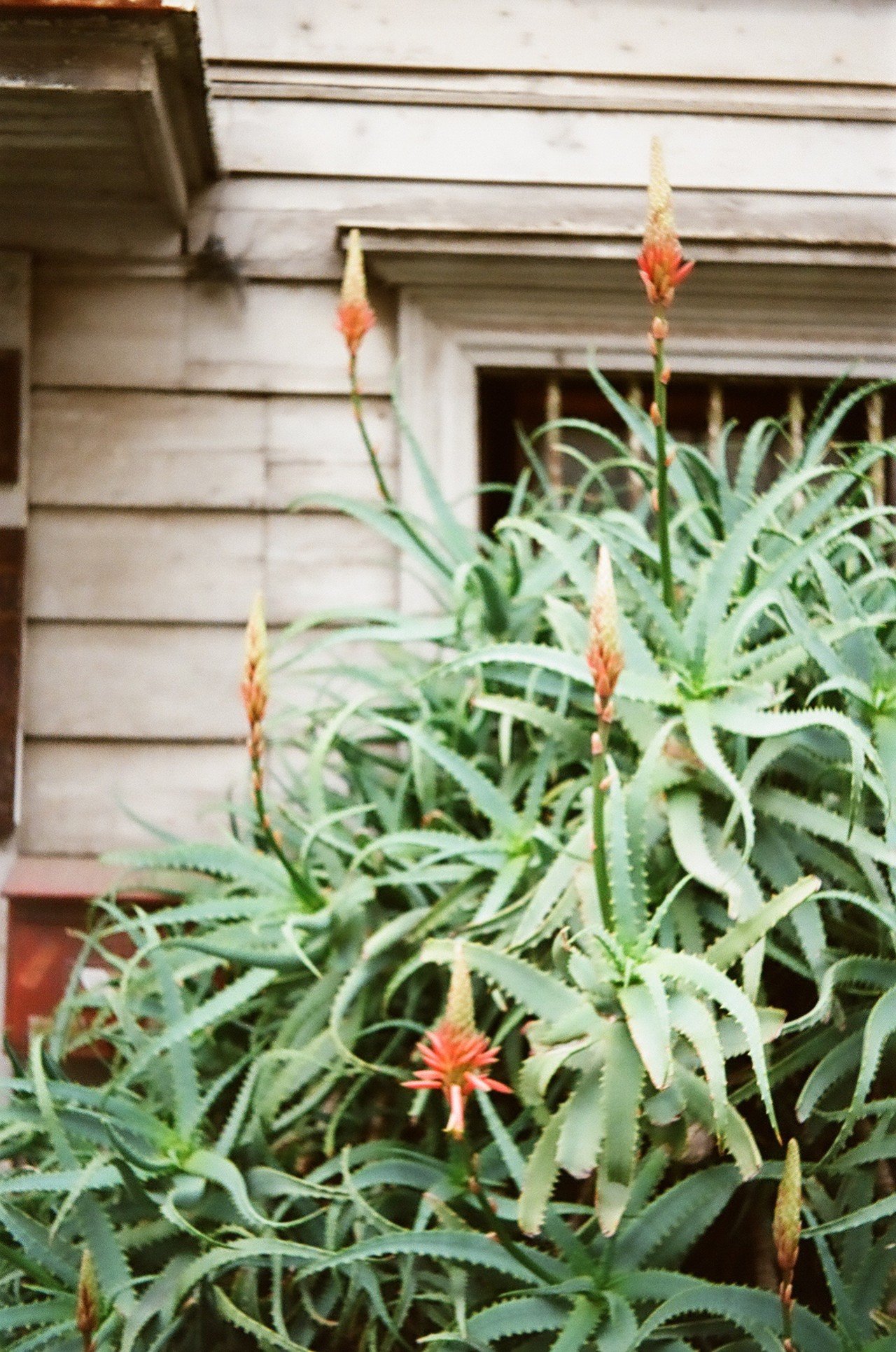 Voigtländer Vito IIa - フィルムカメラレビュー その2｜Hisa Foto