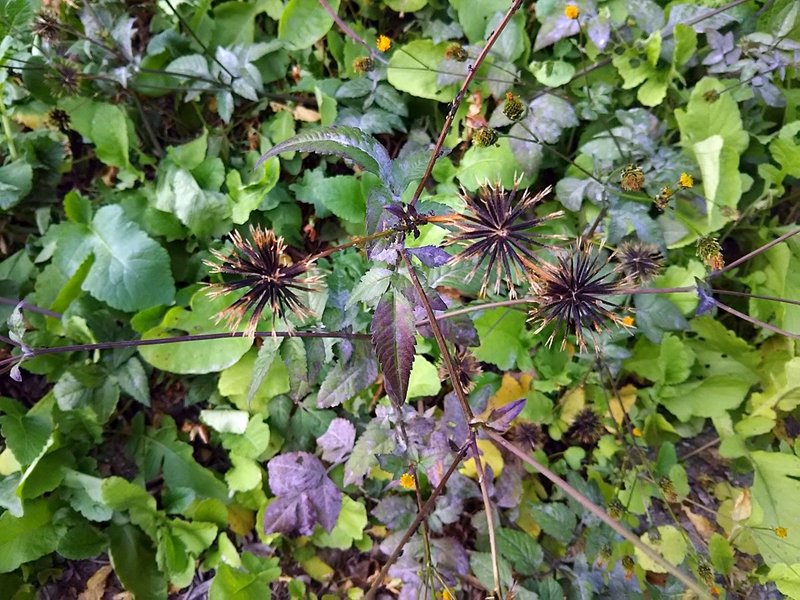 秋の草むらには ドロボウ が潜んでいる スー Note 秋の草むらには ドロボウ が潜んでいる スー Note