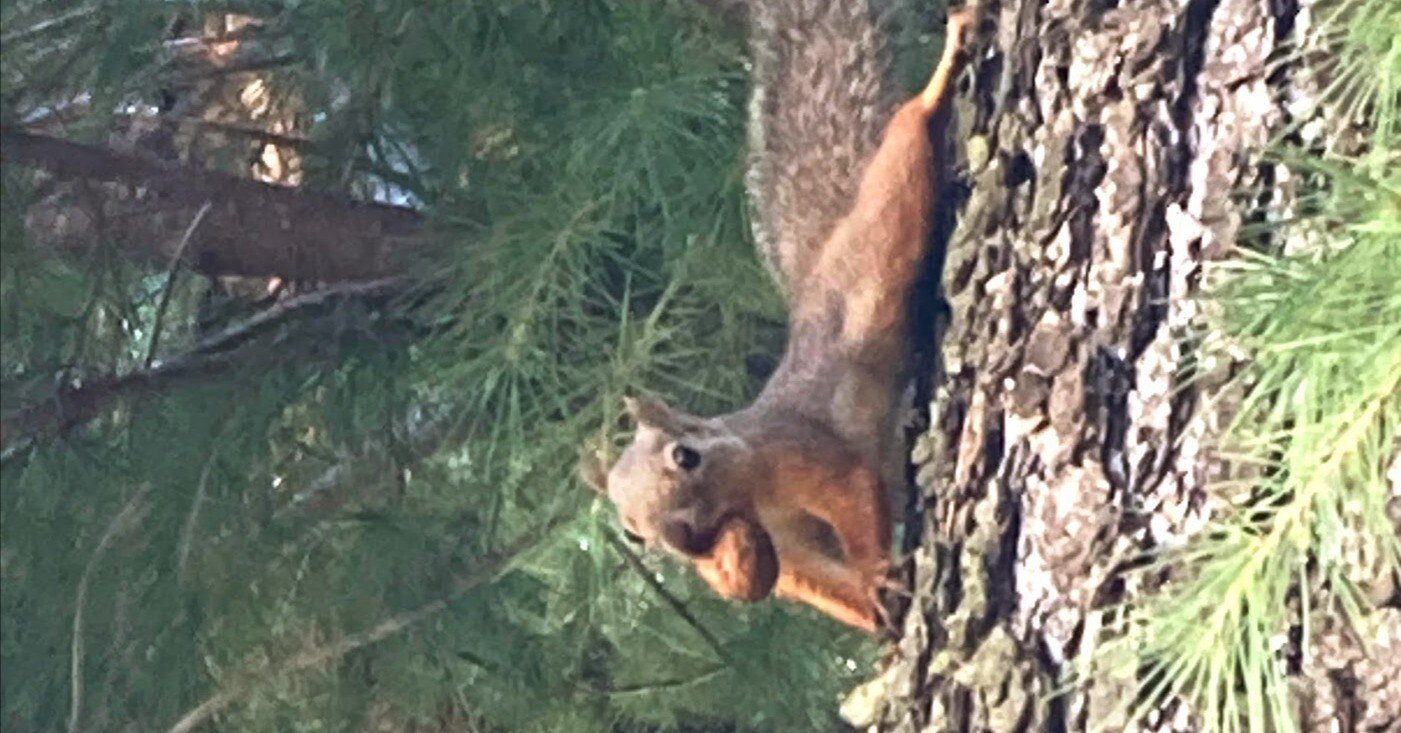 ついに、リスが来た。｜ういうい