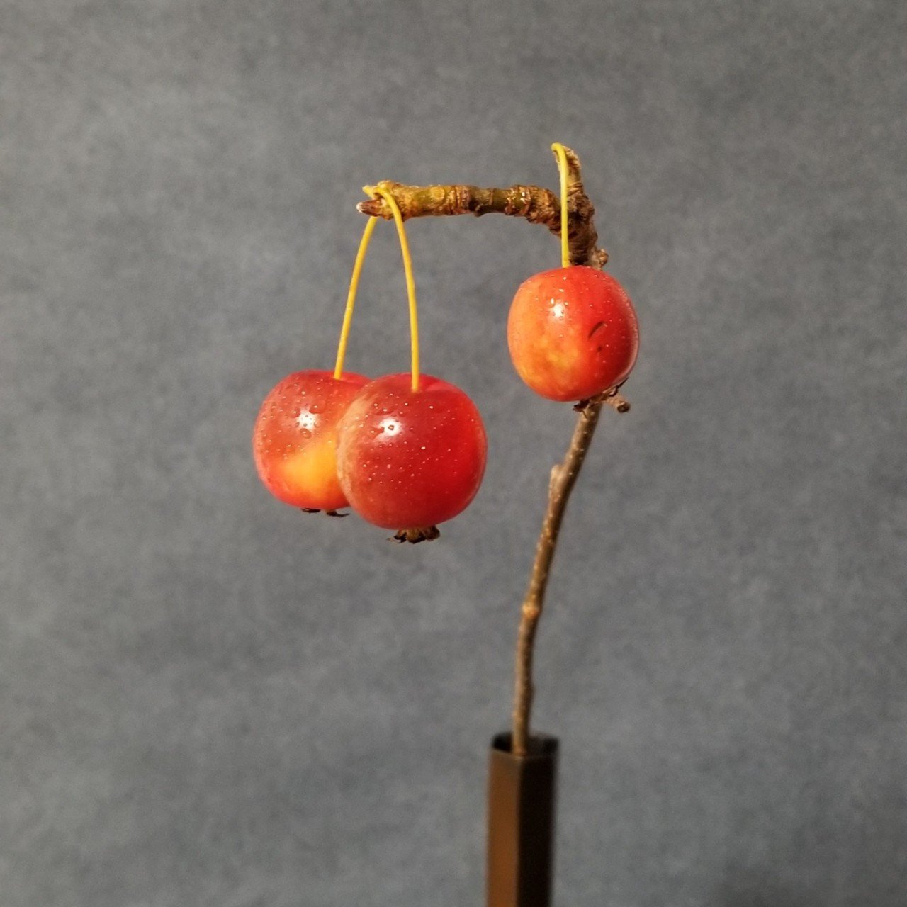 ひめりんご 紹茂 Johmo Note ひめりんご 紹茂 Johmo Note
