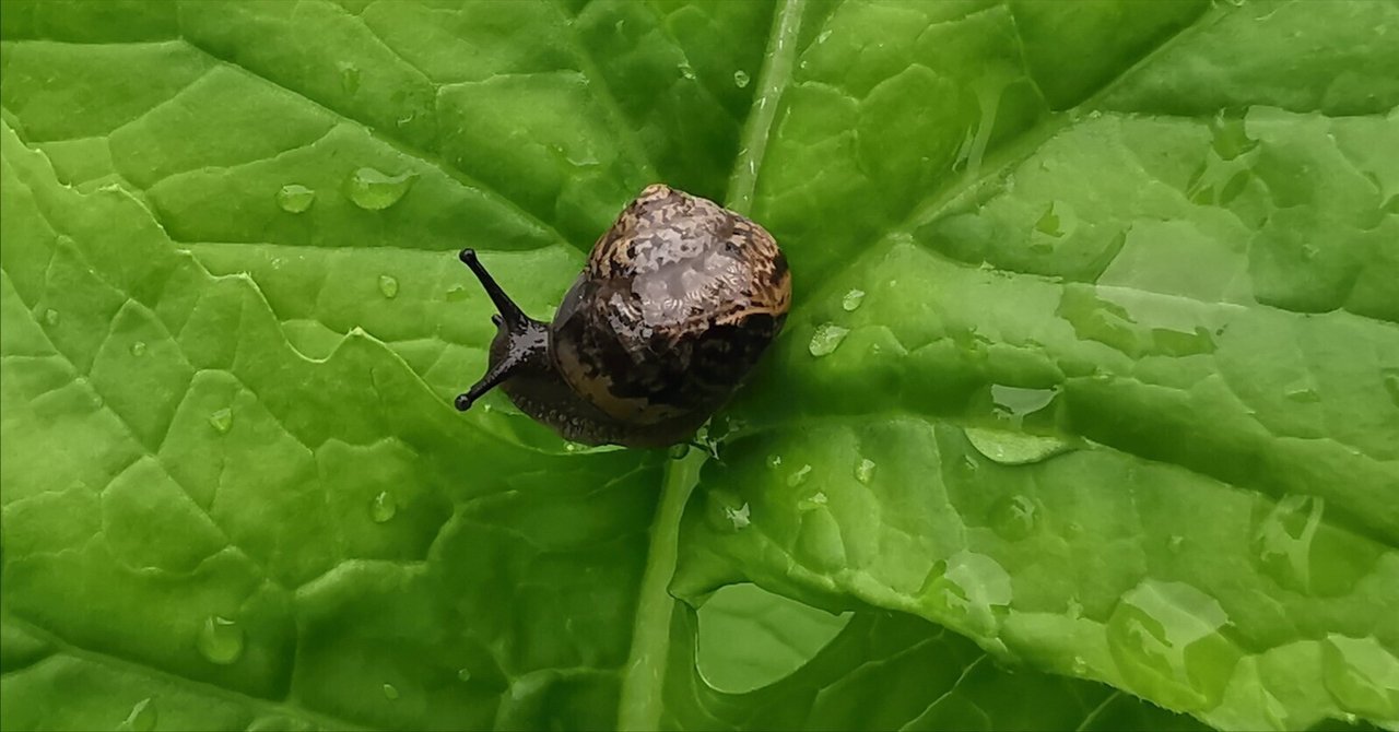 不織布のトンネルを外してみたら 黒いカタツムリ増殖中 ブラック 